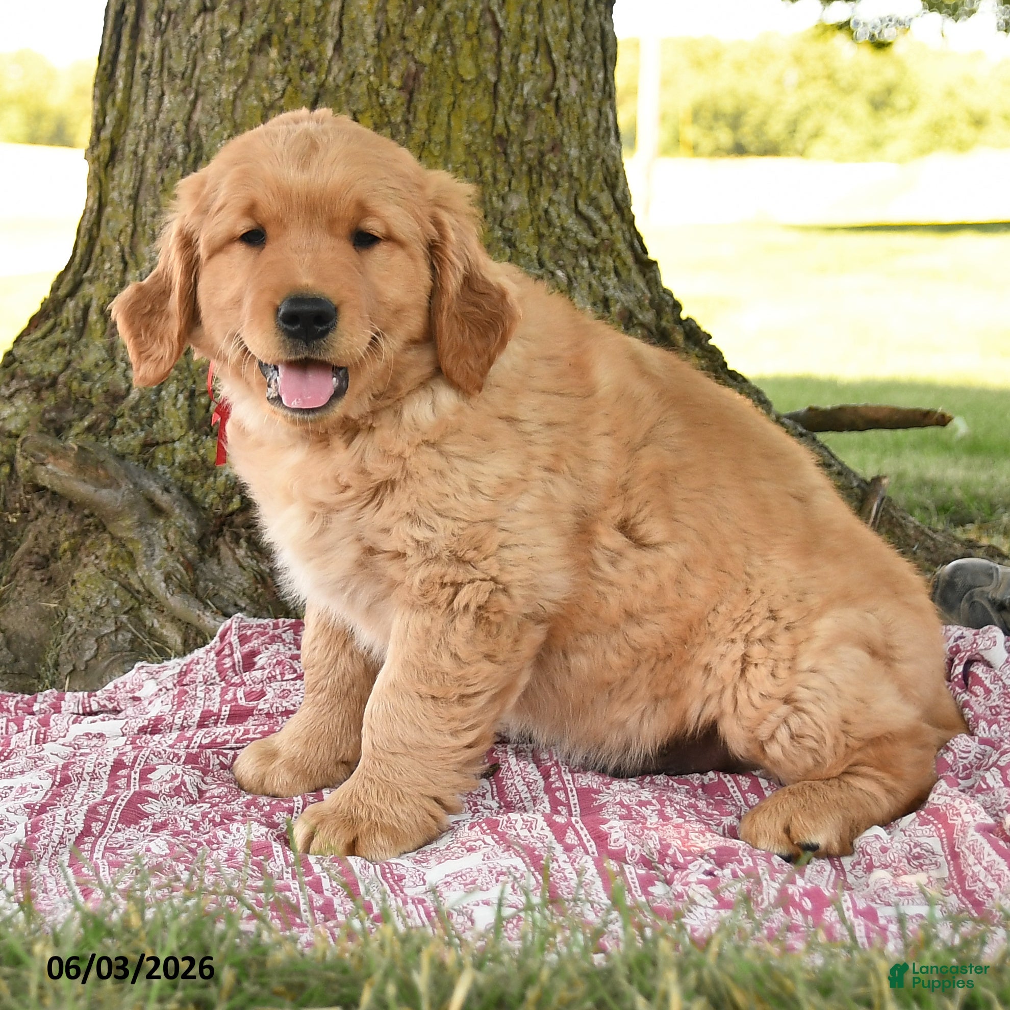 Golden Retriever dogs for sale: Prince Scarlet - Ad 3
