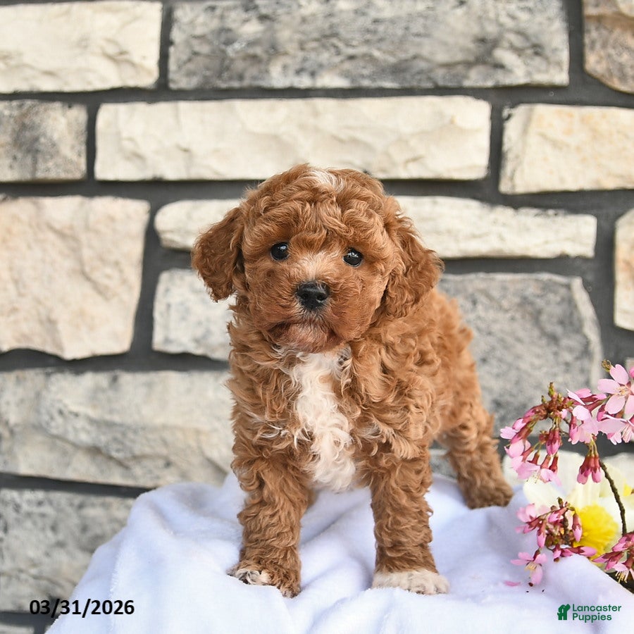 Maltipoo dogs Barney  - Ad 2