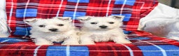 West Highland Terrier dogs for sale: Rufus - Ad 5