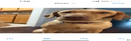 Labrador Retriever dogs for sale: Oliver  - Ad 7