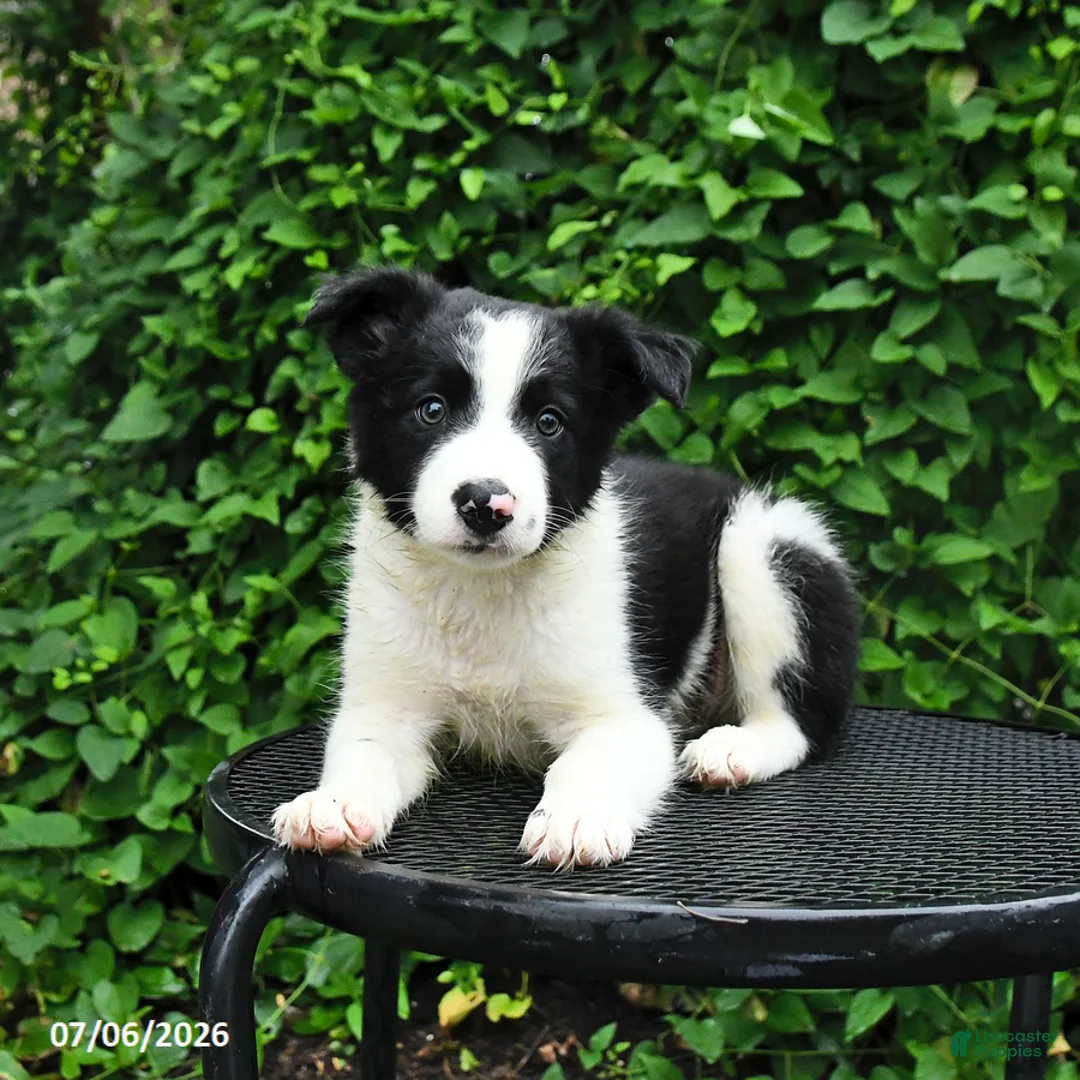 Border Collie dogs for sale: Patches - Ad 3