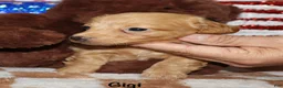 Miniature Dachshund dogs for sale:  Gigi - Ad 4
