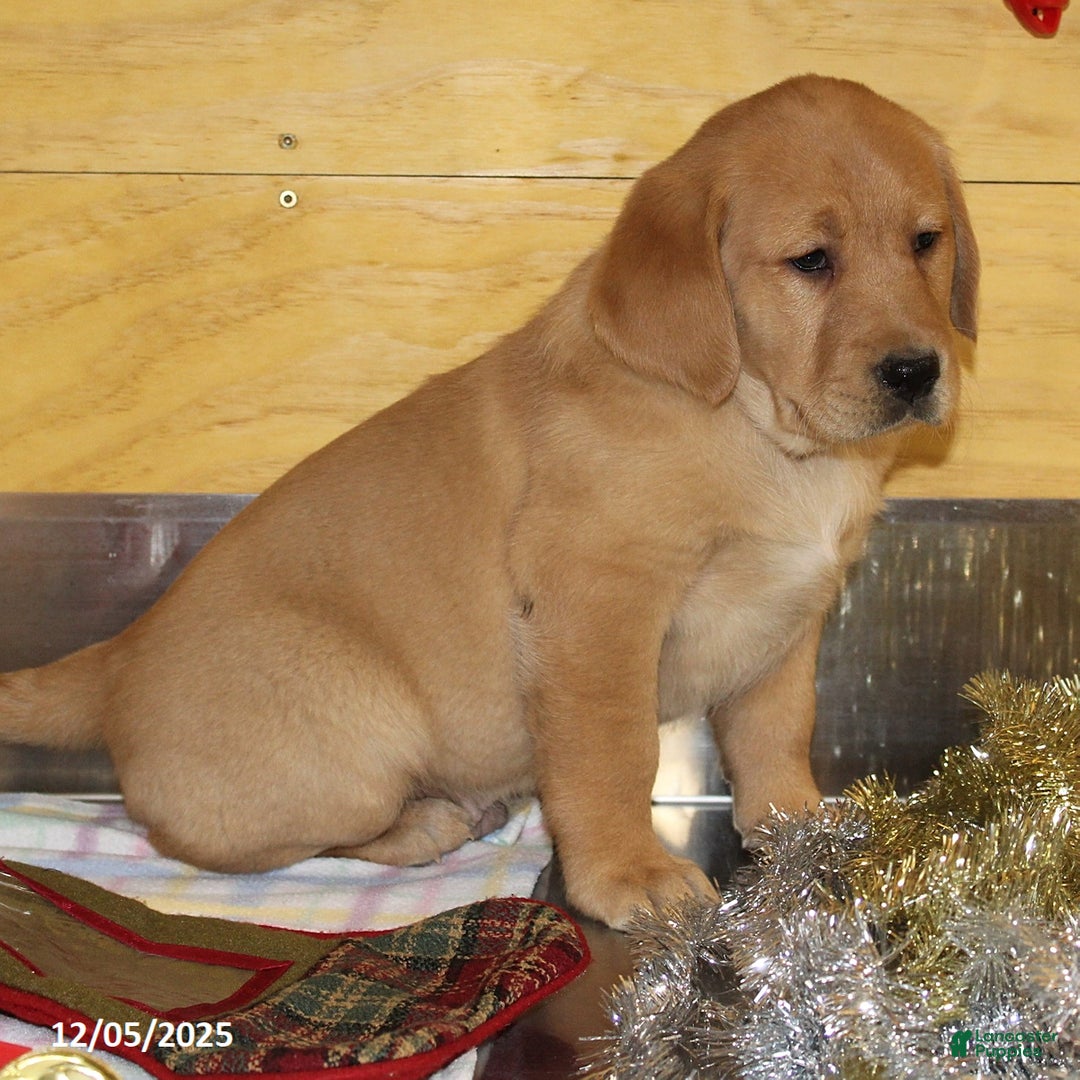 Goldador dogs for sale: Cooper - Ad 5