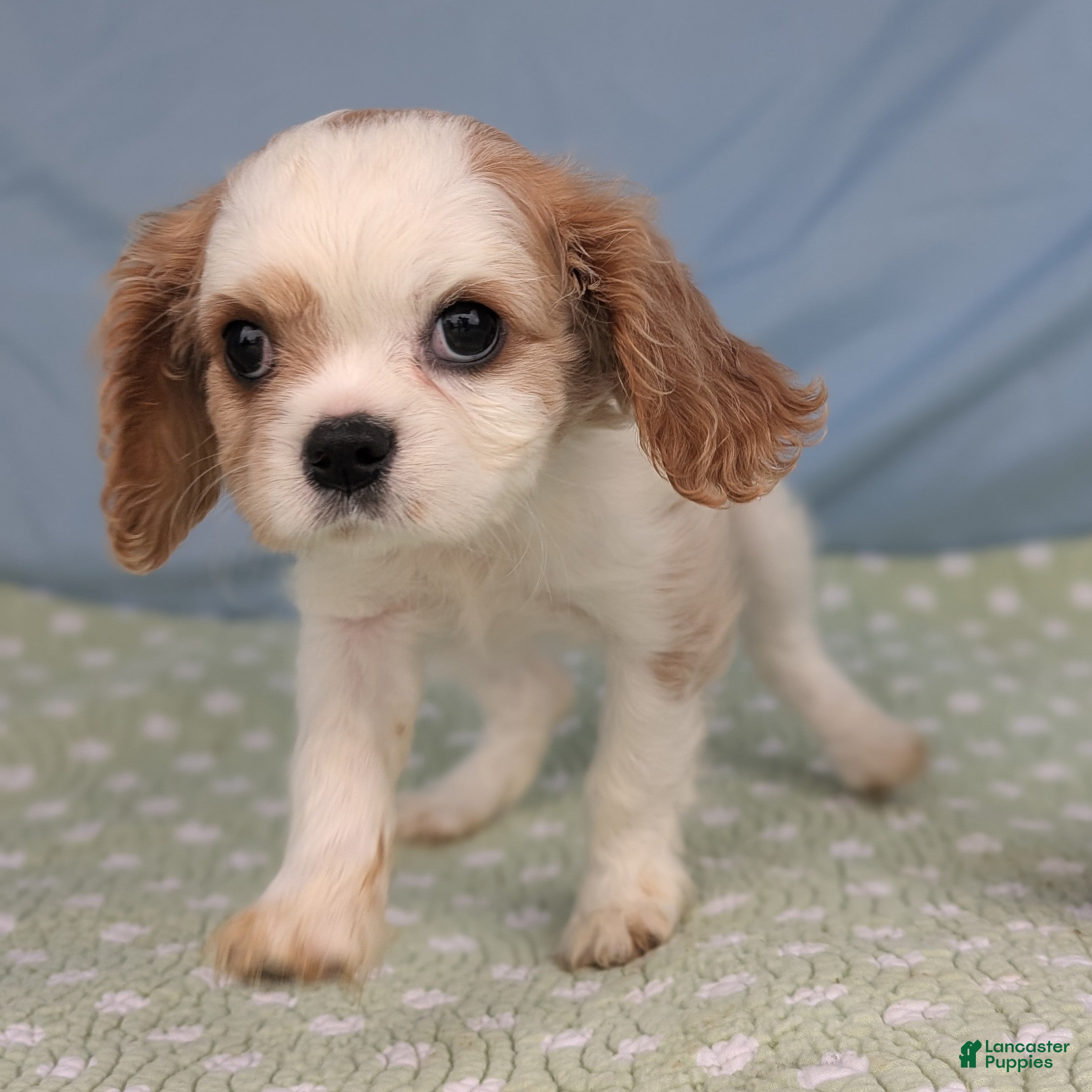 Cavalier King Charles Spaniel dogs Zazzles - Ad 17