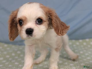 Cavalier King Charles Spaniel dogs Zazzles - Ad 30