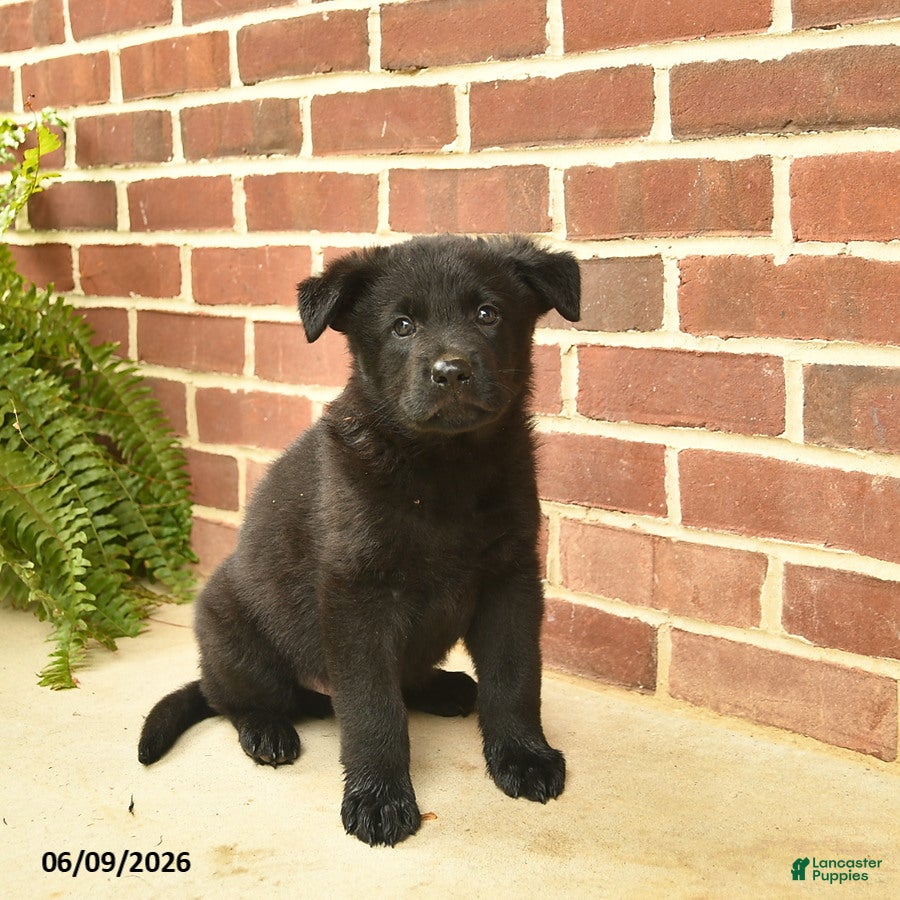 German Shepherd dogs Buster - Ad 2