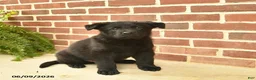 German Shepherd dogs for sale: Buster - Ad 2