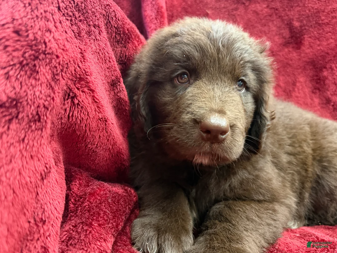 Newfoundland dogs for sale: Newfoundland 4 - Ad 2