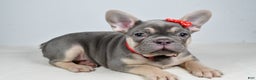 French Bulldog dogs for sale: Buddy  - Ad 10