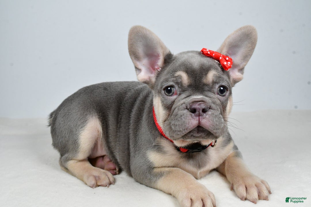 French Bulldog dogs for sale: Buddy  - Ad 10