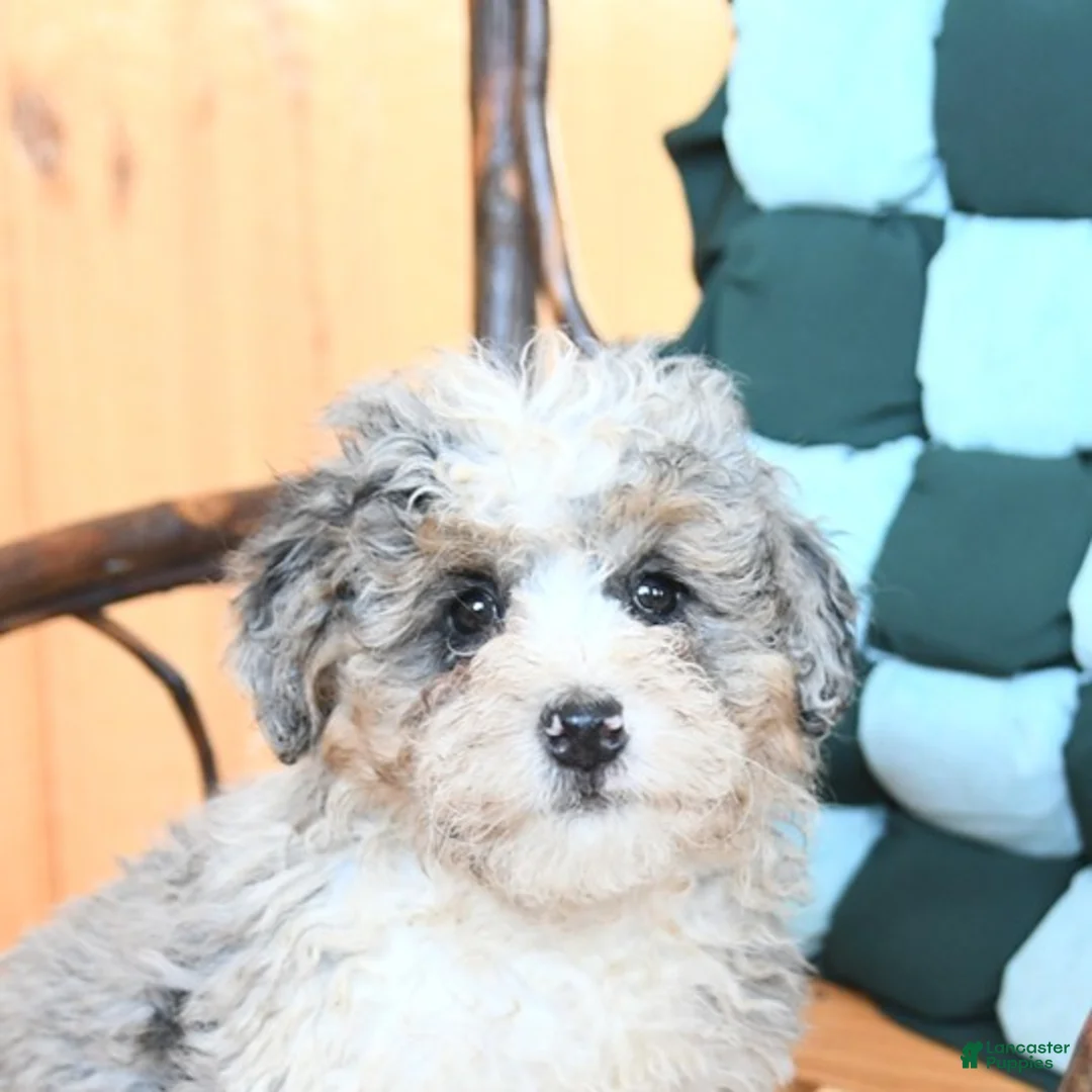 Mini Bernedoodle dogs for sale: Wags - Ad 3