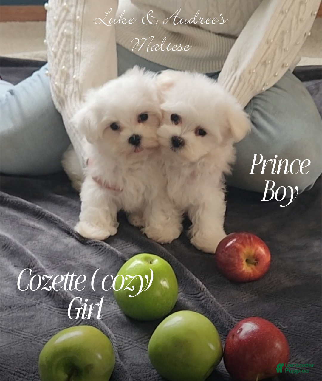 Maltese dogs Prince- Small boy, 5 lb adult  - Ad 1