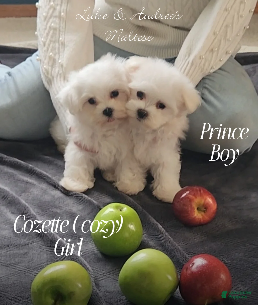 Maltese dogs for sale: Prince- Small boy, 5 lb adult  - Ad 1