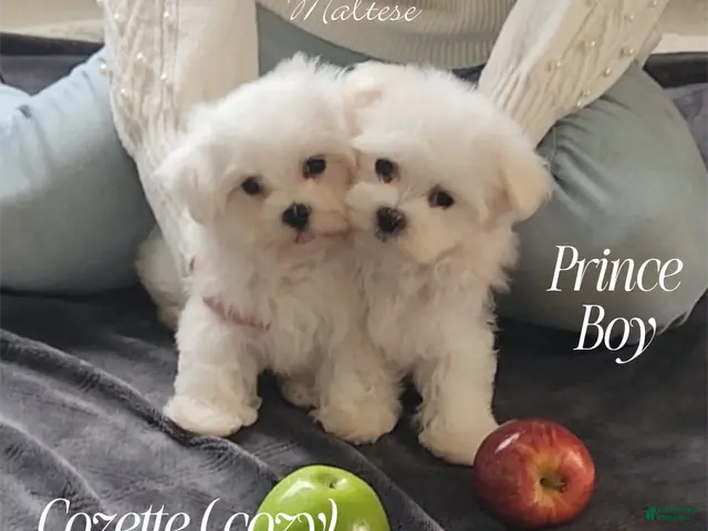 Maltese dogs Prince- Small boy, 5 lb adult - Ad 1