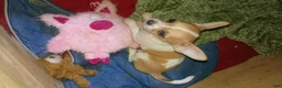 Chihuahua dogs for sale: Chihuahua 3 - Ad 1