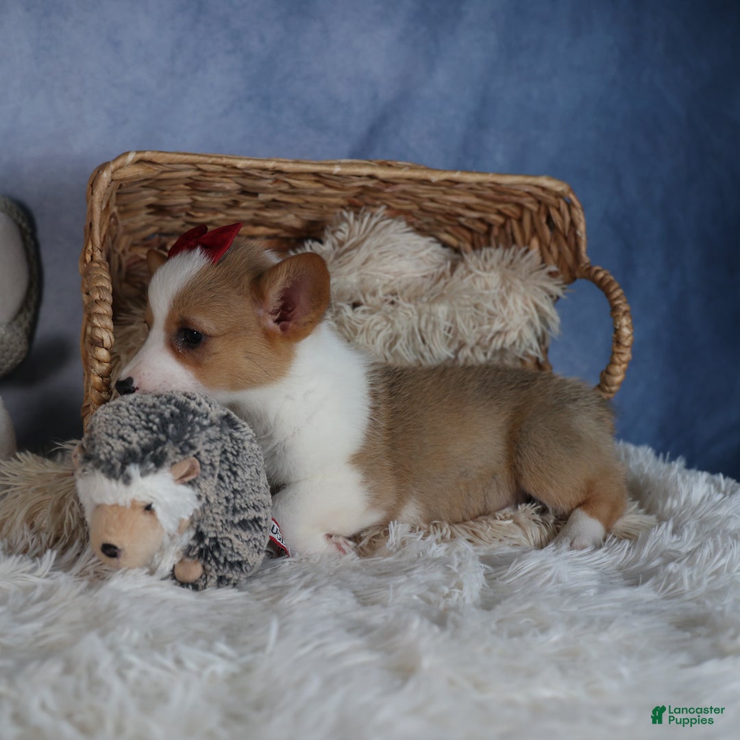 Welsh Corgi Pembroke dogs for sale: Dolly - Ad 6
