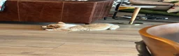 Welsh Corgi Pembroke dogs for sale: Welsh Corgi Pembroke Puppy 1 - Ad 19