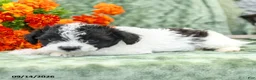 Yochon dogs for sale: Caleb - Ad 3