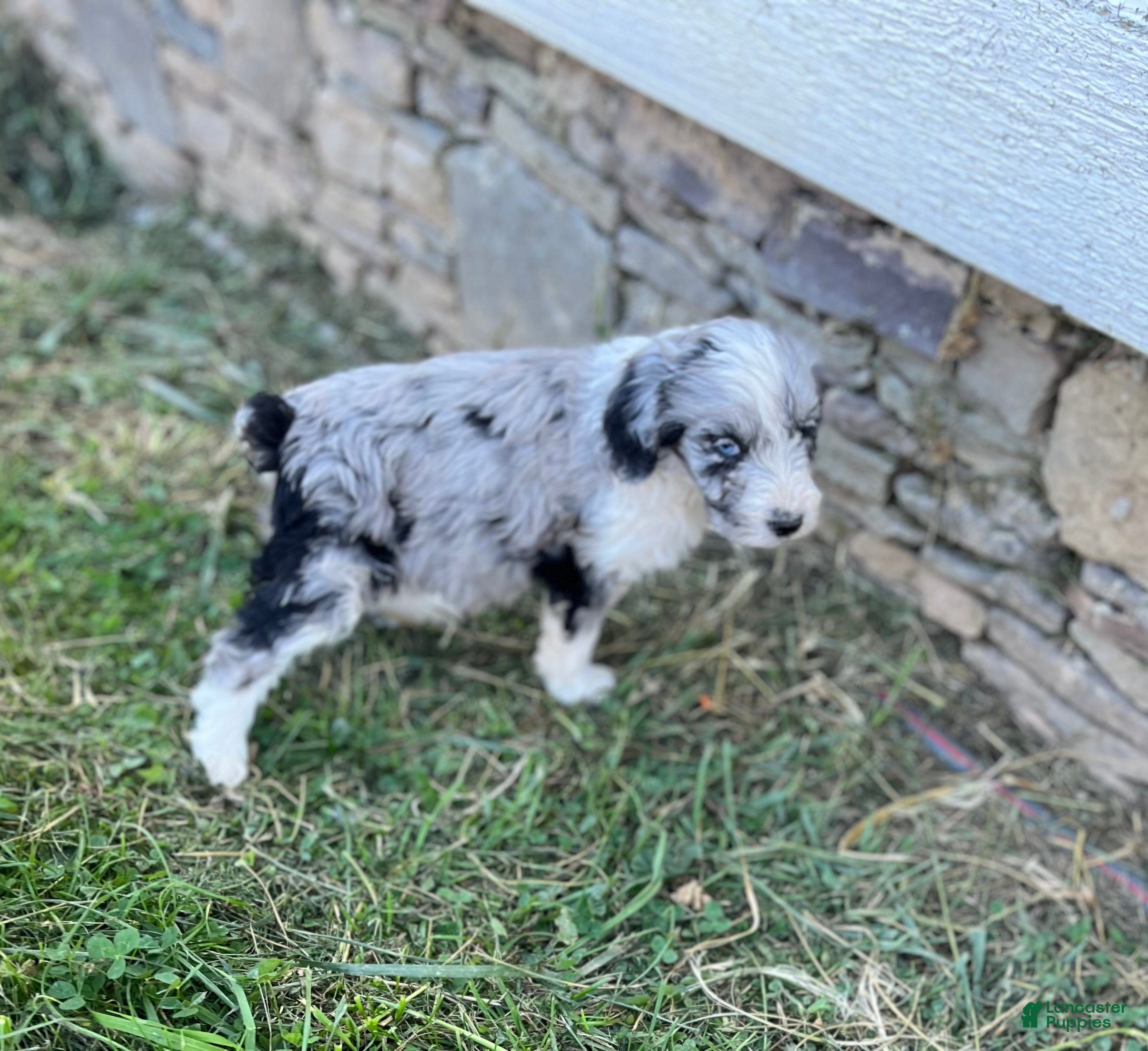 Aussiedoodle dogs for sale: Sammy Blue Merle Male 2  - Ad 2