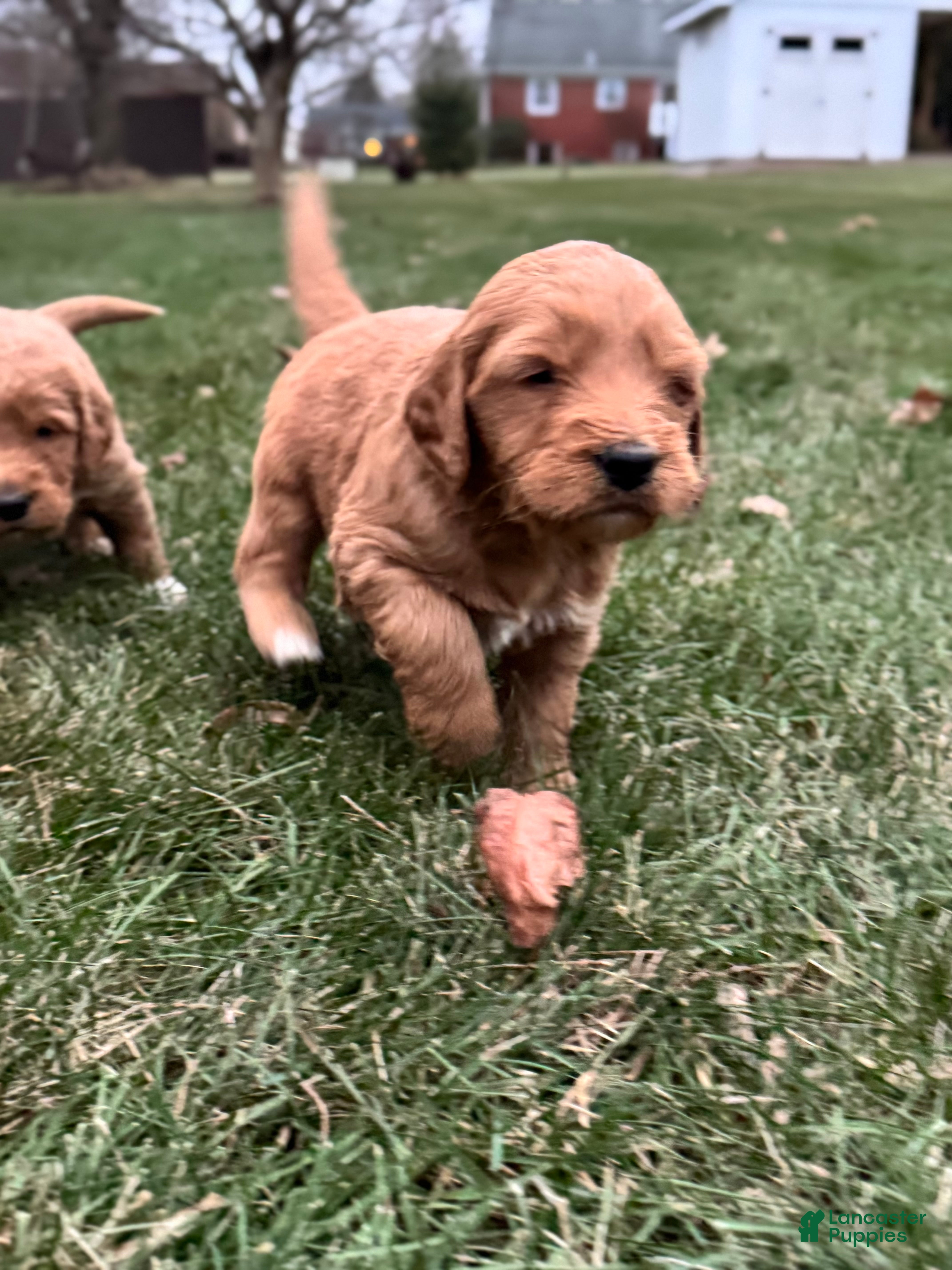 Mixed Breed dogs Hunter - Ad 33