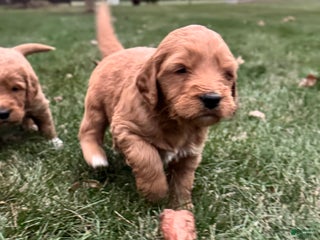 Mixed Breed dogs Hunter - Ad 20