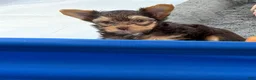 Yorkshire Terrier dogs for sale: Yorkshire Terrier 1 - Ad 3