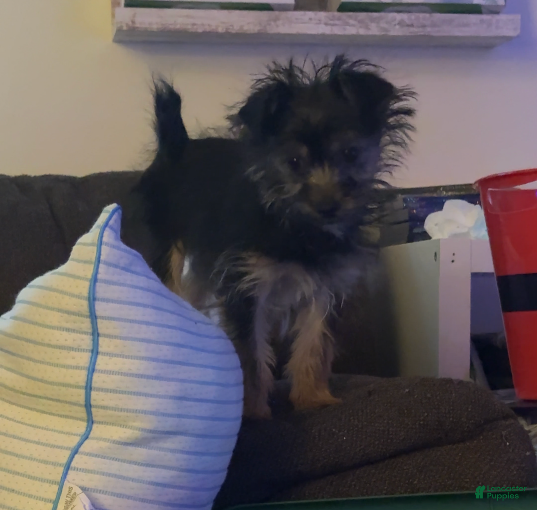 Yorkiepoo dogs for sale: Teddy - Ad 1