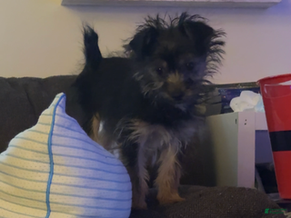 Yorkiepoo dogs Teddy - Ad 23