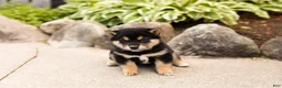 Shiba Inu dogs for sale: Milo  - Ad 2