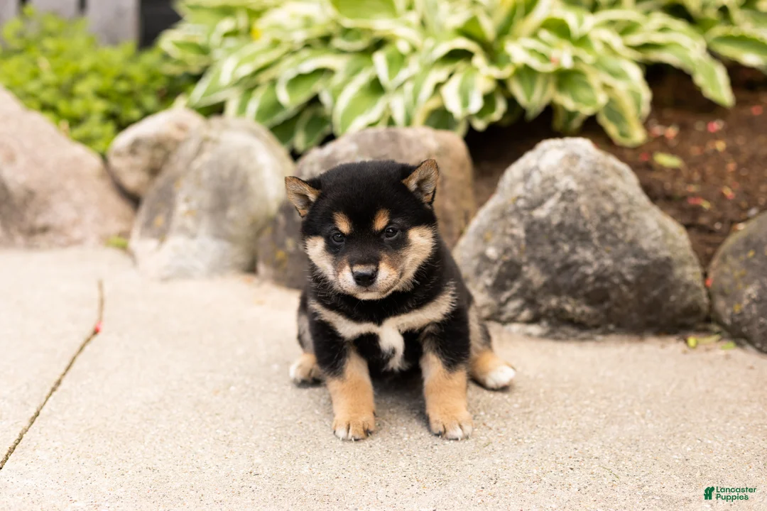 Shiba Inu dogs for sale: Milo  - Ad 2