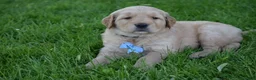 Golden Retriever dogs for sale: Hunter - Ad 3