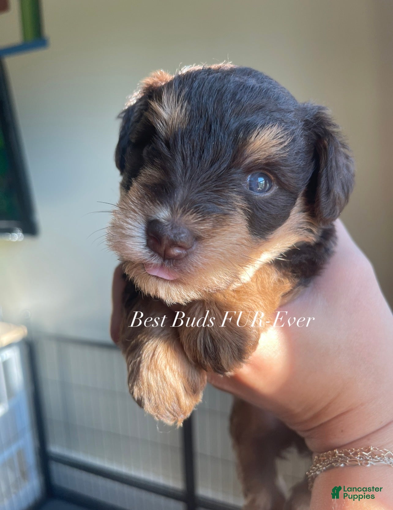 Miniature Schnauzer dogs Miniature Schnauzer 1 - Ad 2