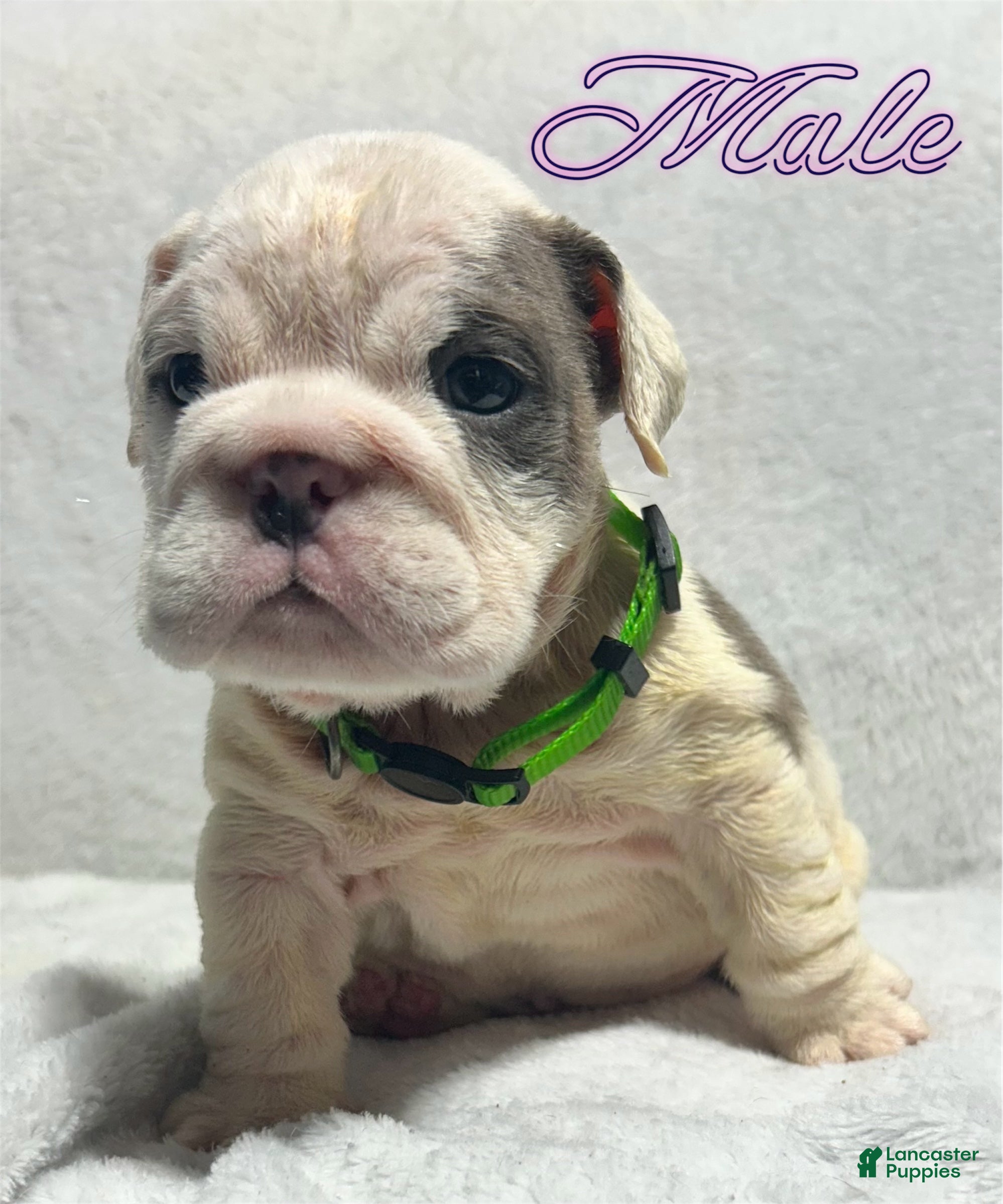 English Bulldog dogs English Bulldog 4 - Ad 1
