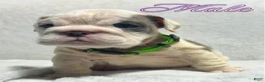English Bulldog 4