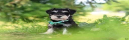 Miniature Schnauzer dogs for sale: Jack - Ad 6