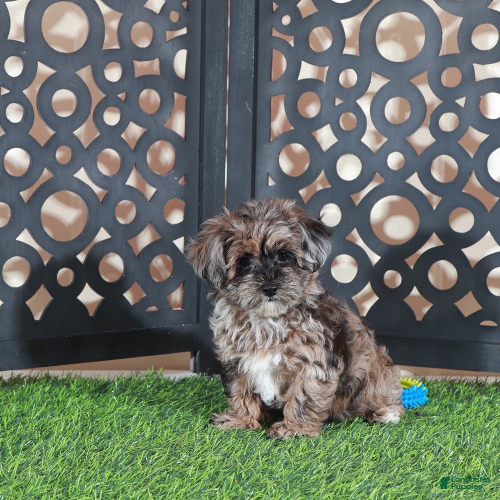 Yorkiepoo dogs Ember Gorgeous Female Merle Yorkiepoo Puppy - Ad 2