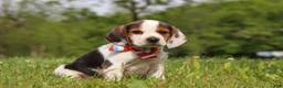 Beagle dogs for sale: Ranger - Ad 2