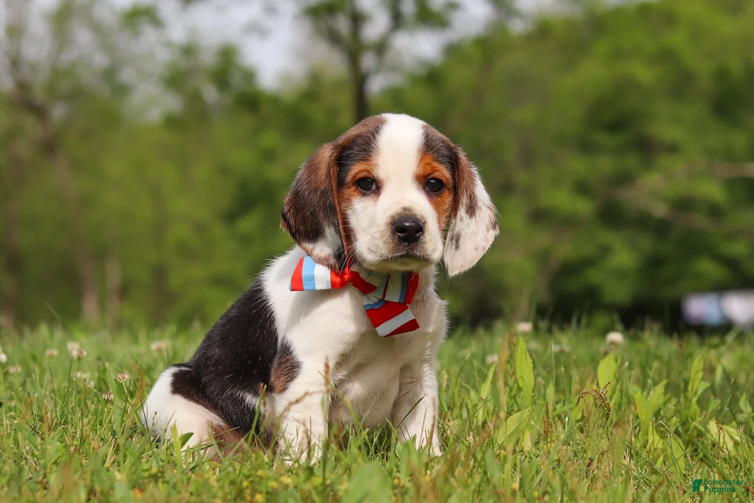 Beagle dogs for sale: Ranger - Ad 2