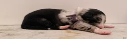 Mixed Breed dogs for sale: Draven - Ad 3