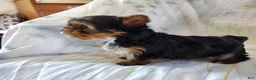 Yorkshire Terrier dogs for sale: Sasha - Ad 5