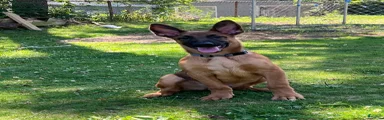 Belgian Malinois 1
