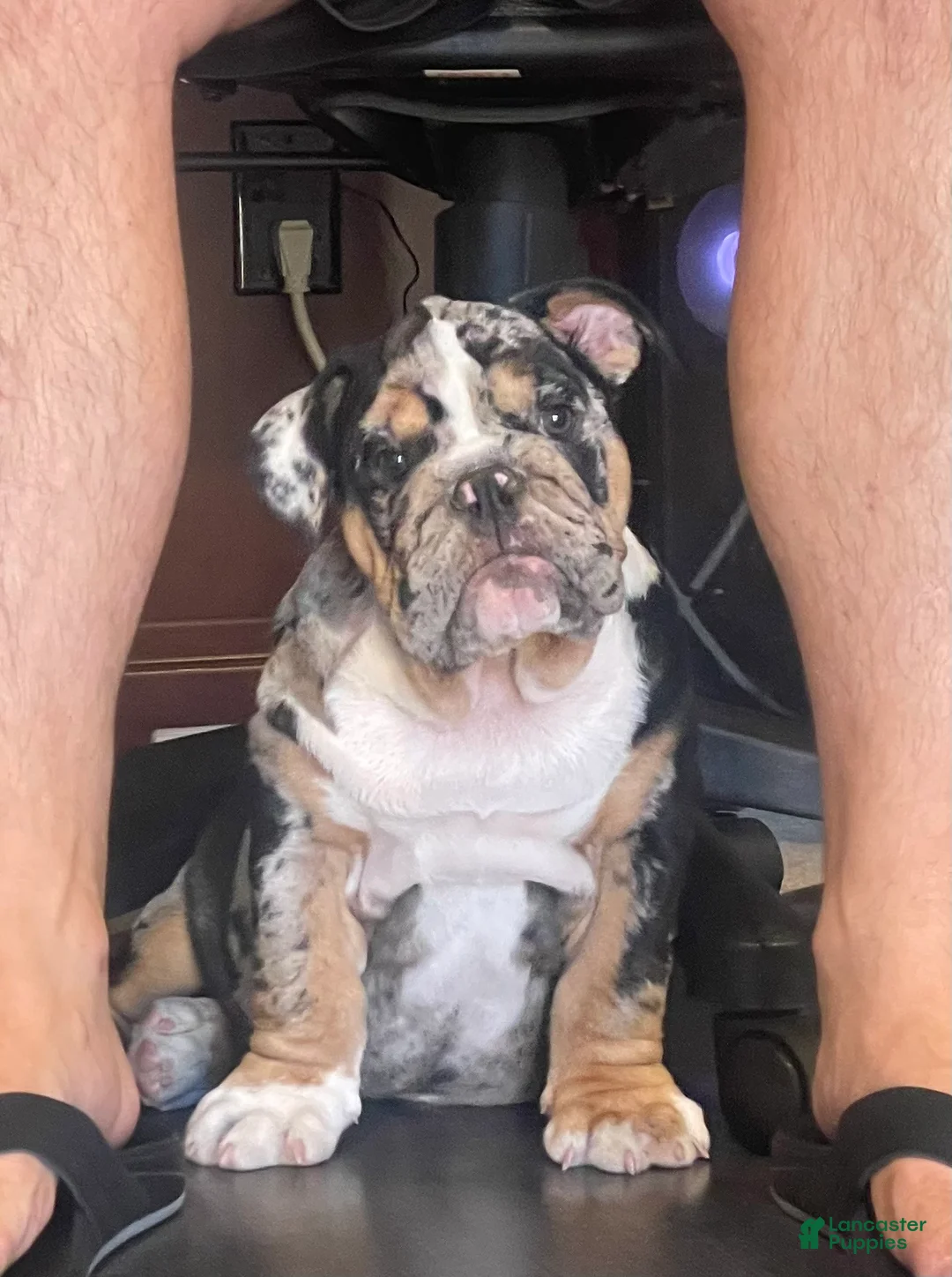English Bulldog dogs for stud: Diesel - Ad 5