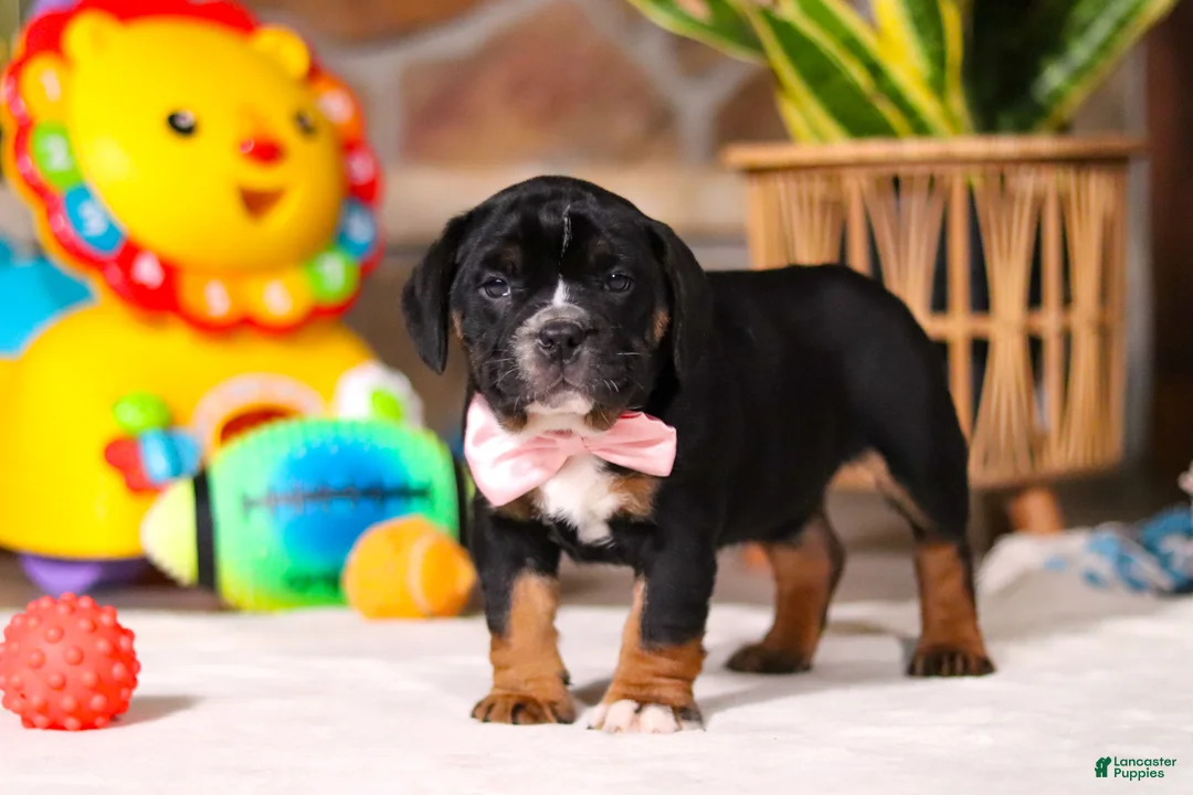 Beabull dogs for sale: Faith - Ad 7