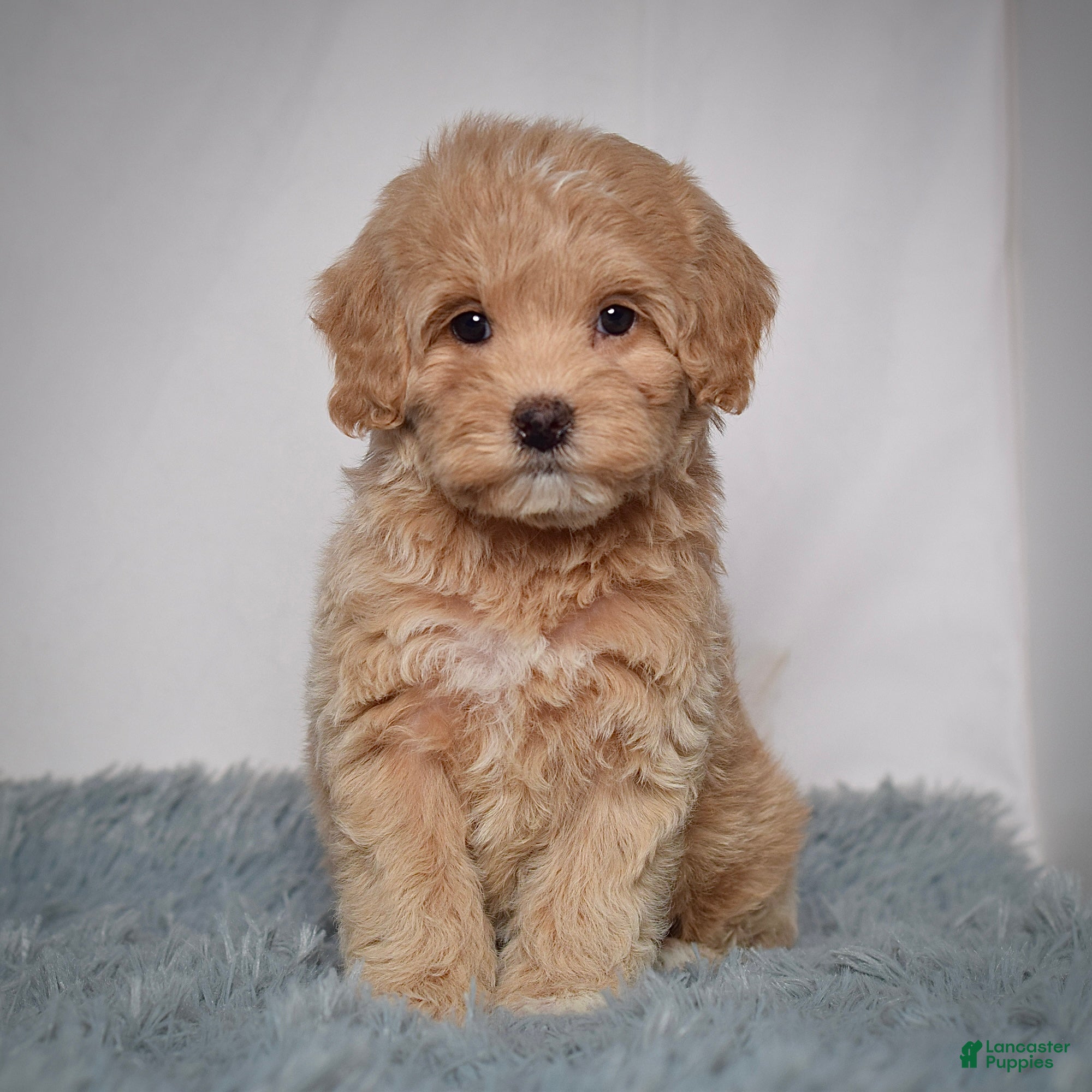 Mini Goldendoodle dogs Ms. Rosi - Ad 4