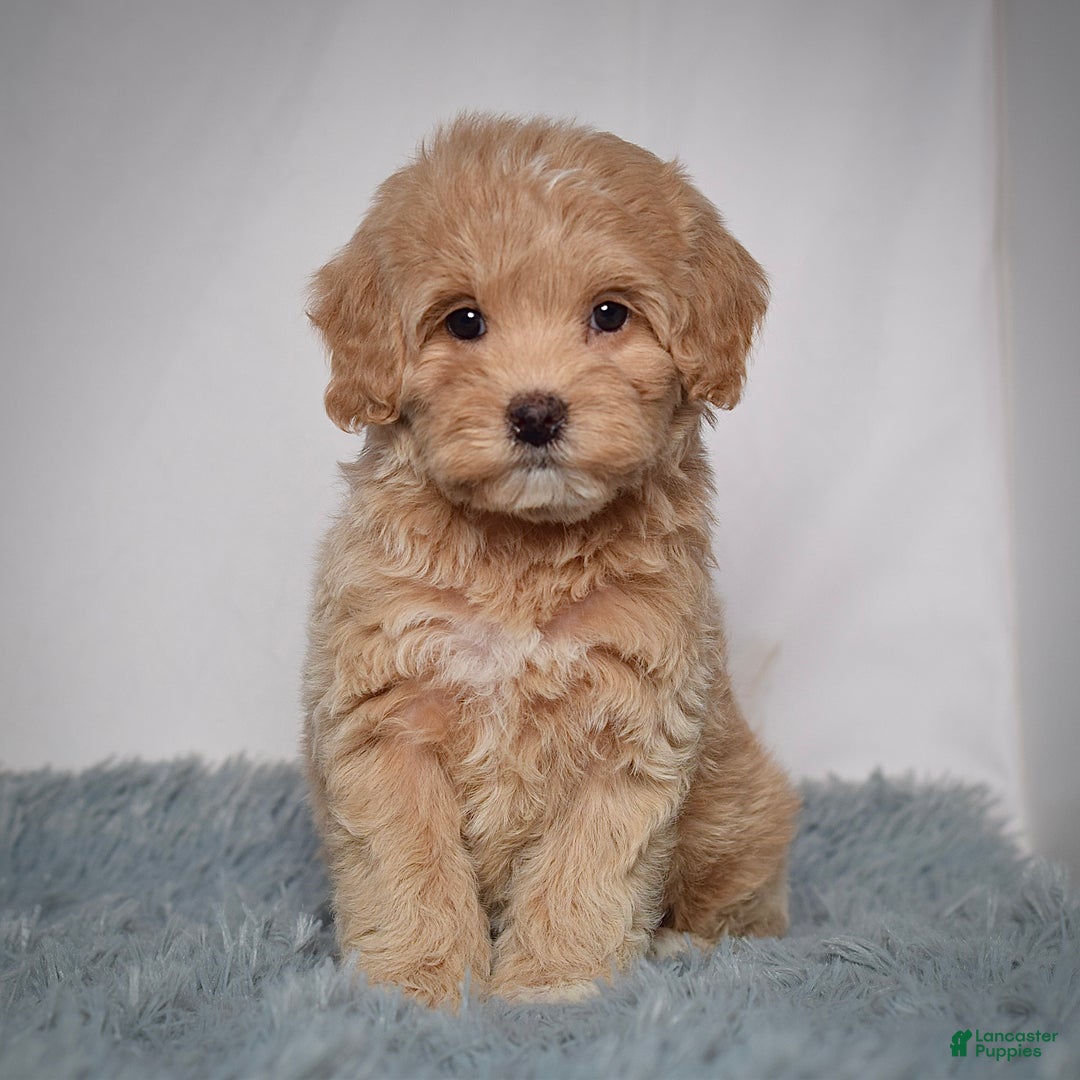 Mini Goldendoodle dogs for sale: Ms. Rosi - Ad 1