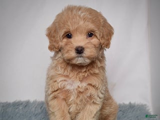 Mini Goldendoodle dogs Ms. Rosi - Ad 4