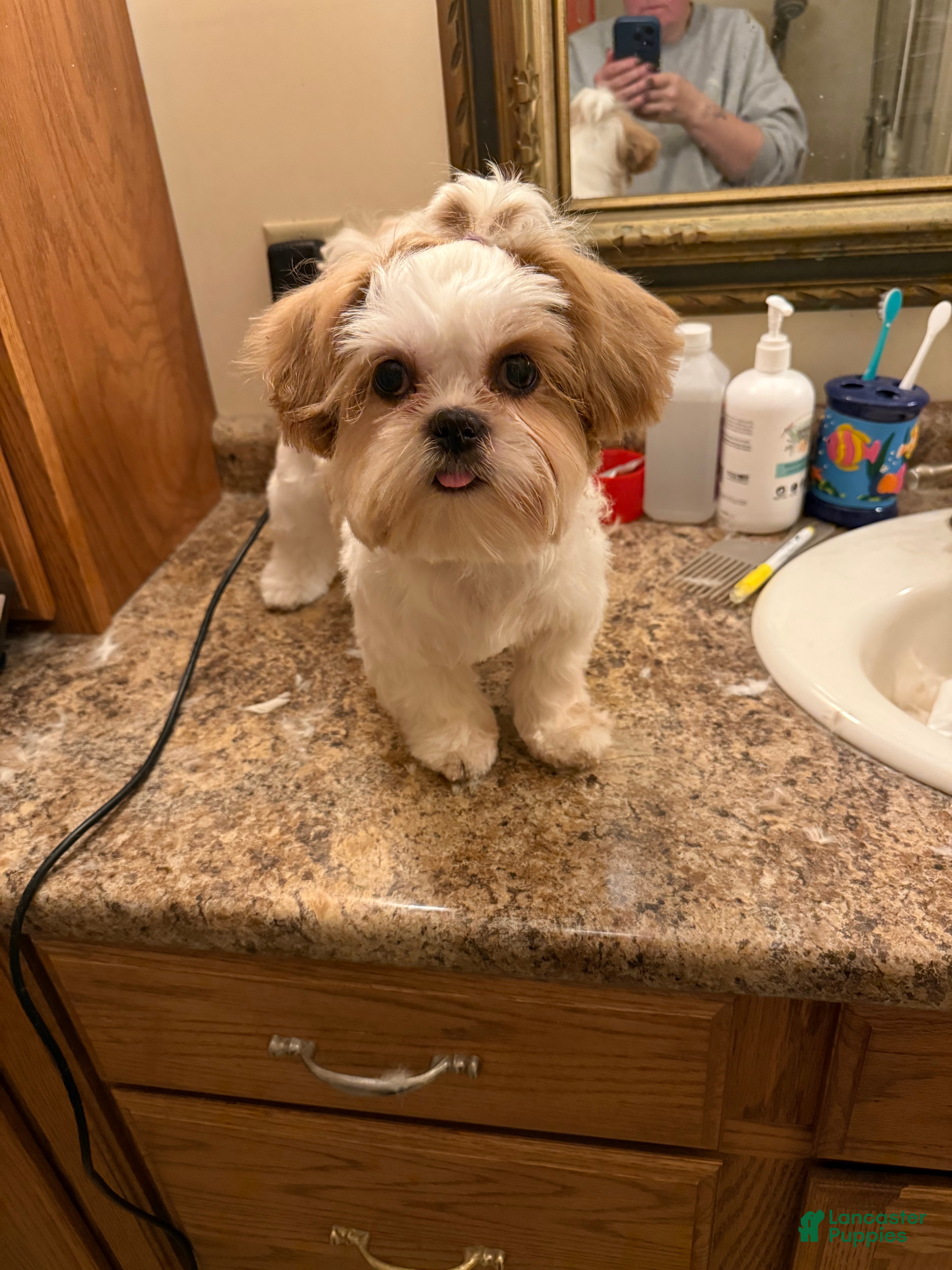 Shih Tzu dogs Shih Tzu Puppy 2 - Ad 29