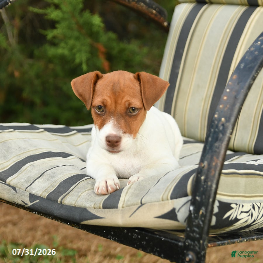 Jack Russell Terrier dogs Bubble  - Ad 2