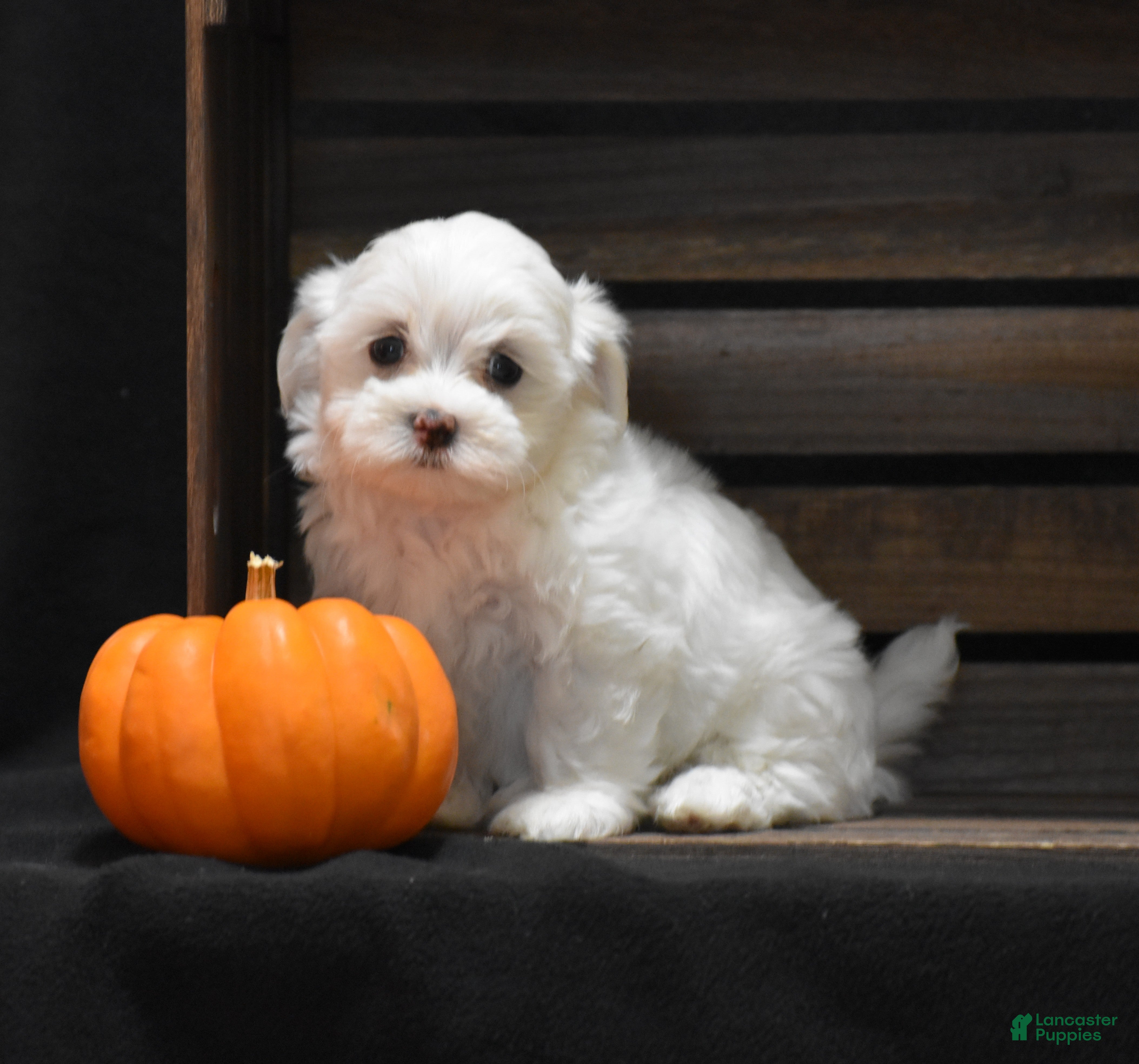 Maltese dogs Maggie - Ad 1