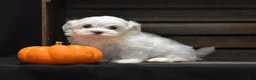 Maltese dogs for sale: Maggie - Ad 4